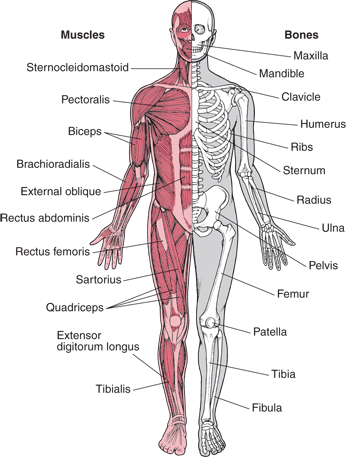 Muscolo Skeletal Injuries and Pain