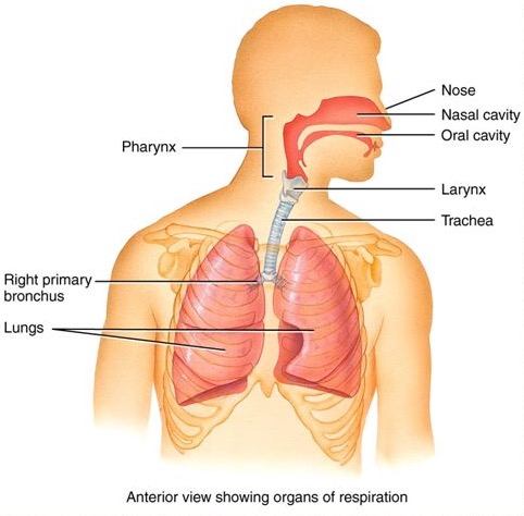 Upper Respiratory Problems